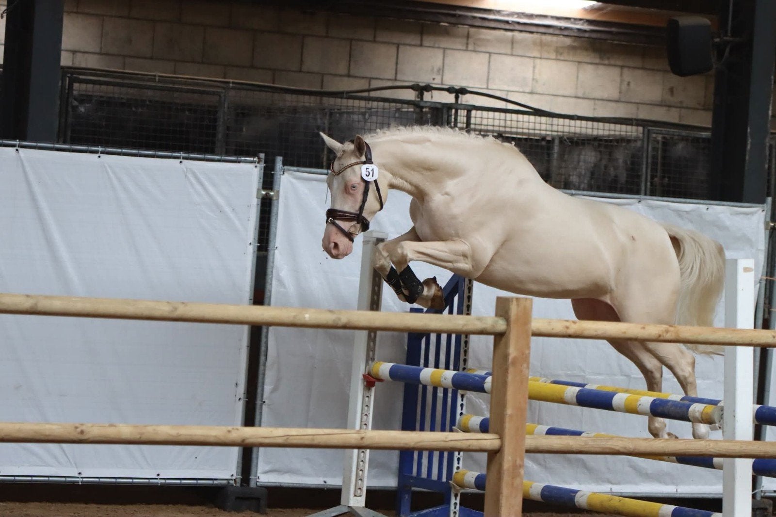 NRPS Stermerrie cremello en Pools volbloed arabier merrie, Merrie