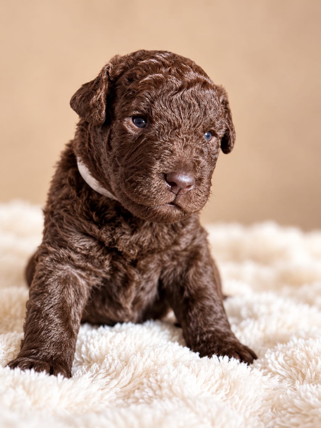 Labradoodle pups geboren  | Pixy  zwarte Labrador Peppy, Overige rassen, Meerdere, Meerdere dieren, CDV (hondenziekte)