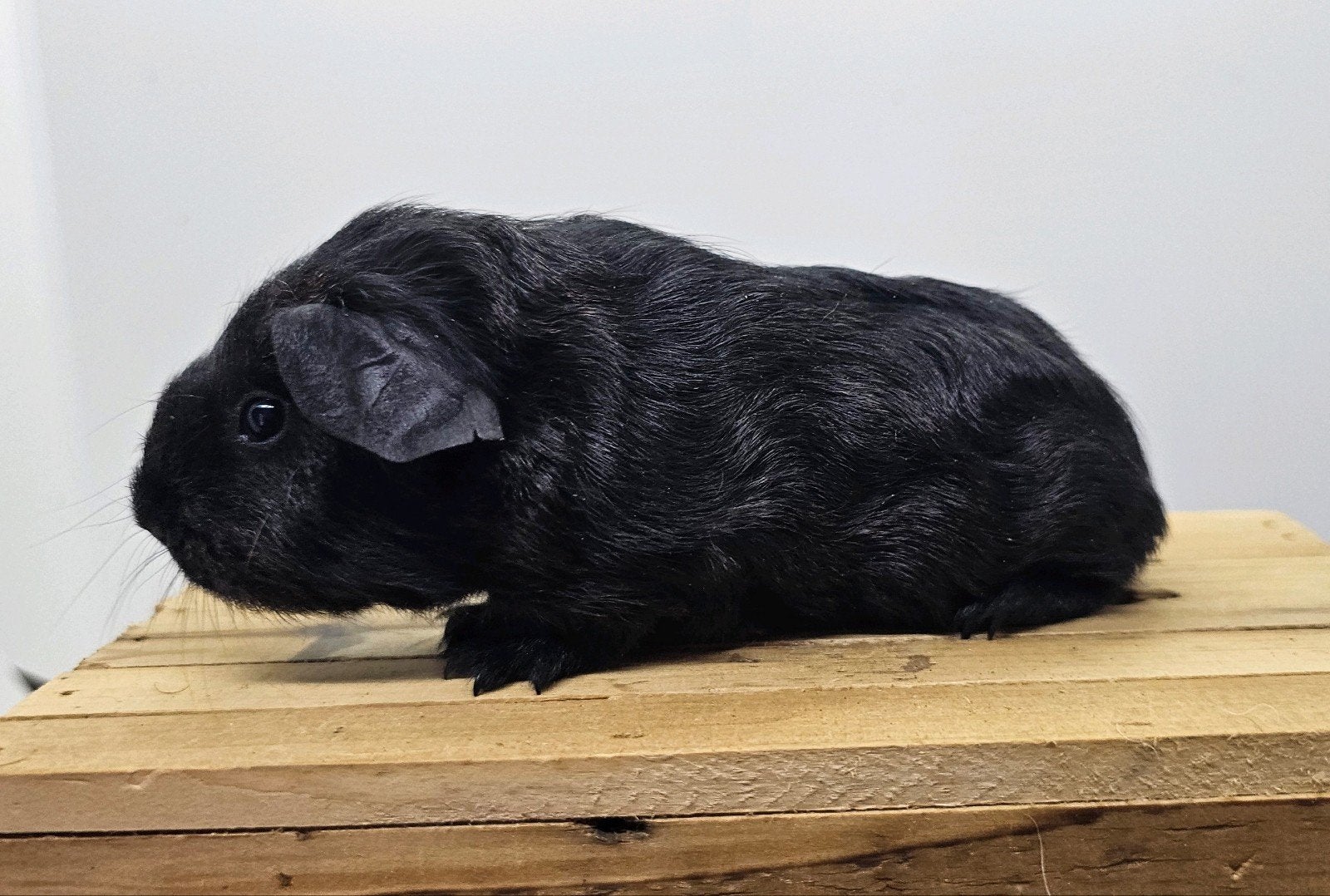 Skinnydrager zeugje, Cavia, Juni, Vrouwelijk, Tam
