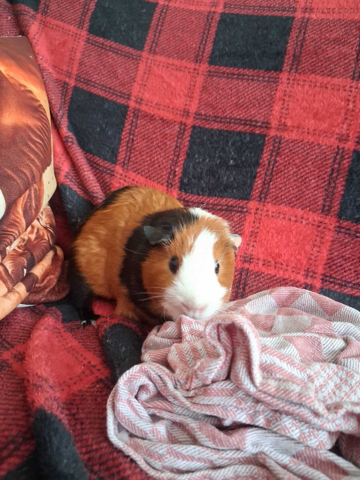 volwassen cavia, Cavia, Vrouwelijk, Mei, Tam