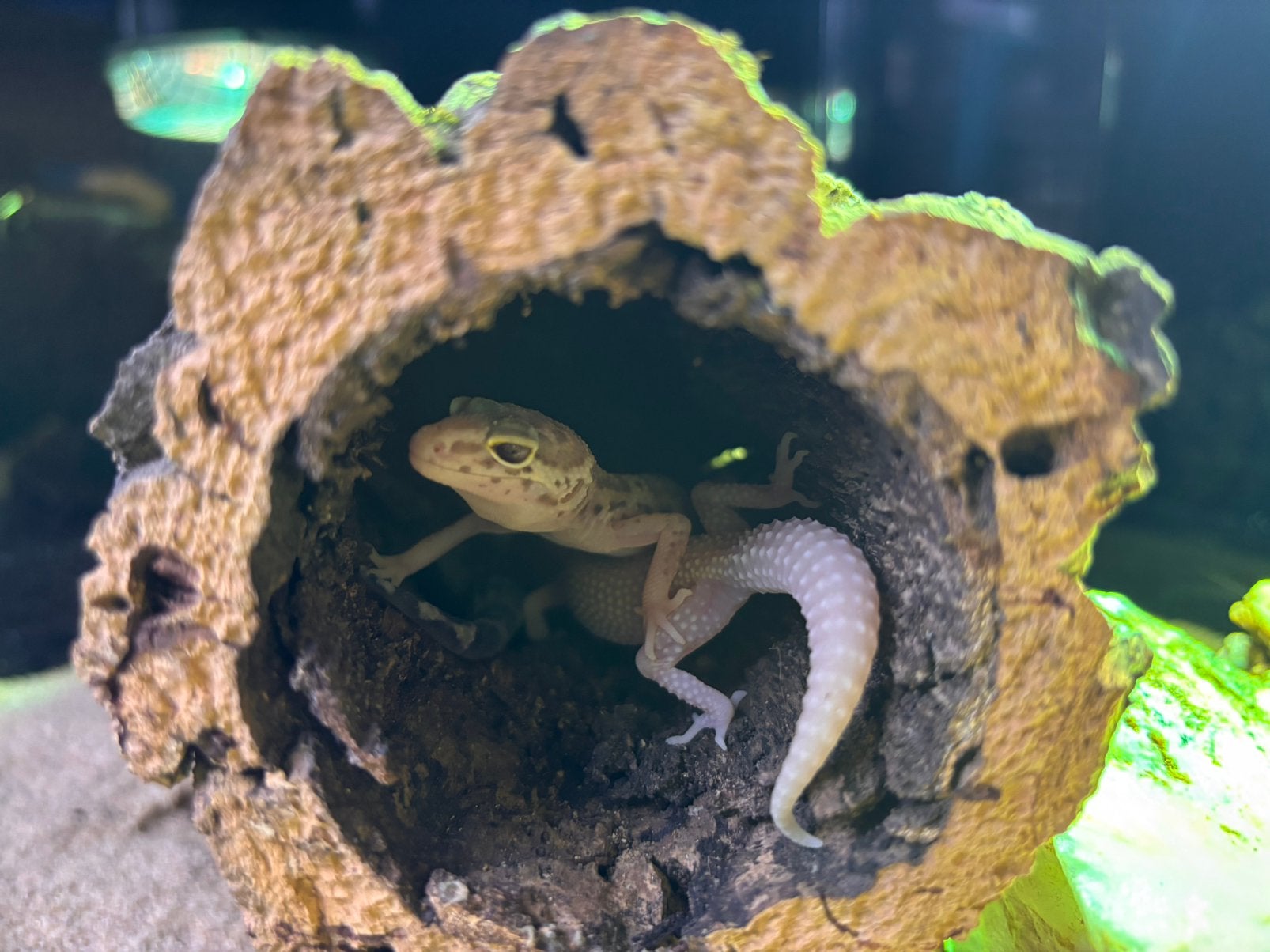 Luipaard gekko Leopard Gecko - unknown for sale from Koicompagnie