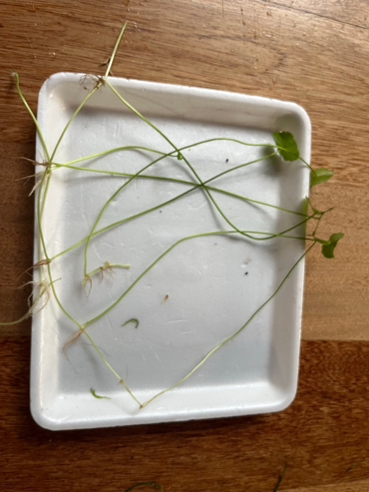 Aquariumplanten Hydrocotyle leucocephala waternavel, Ophalen of Verzenden
