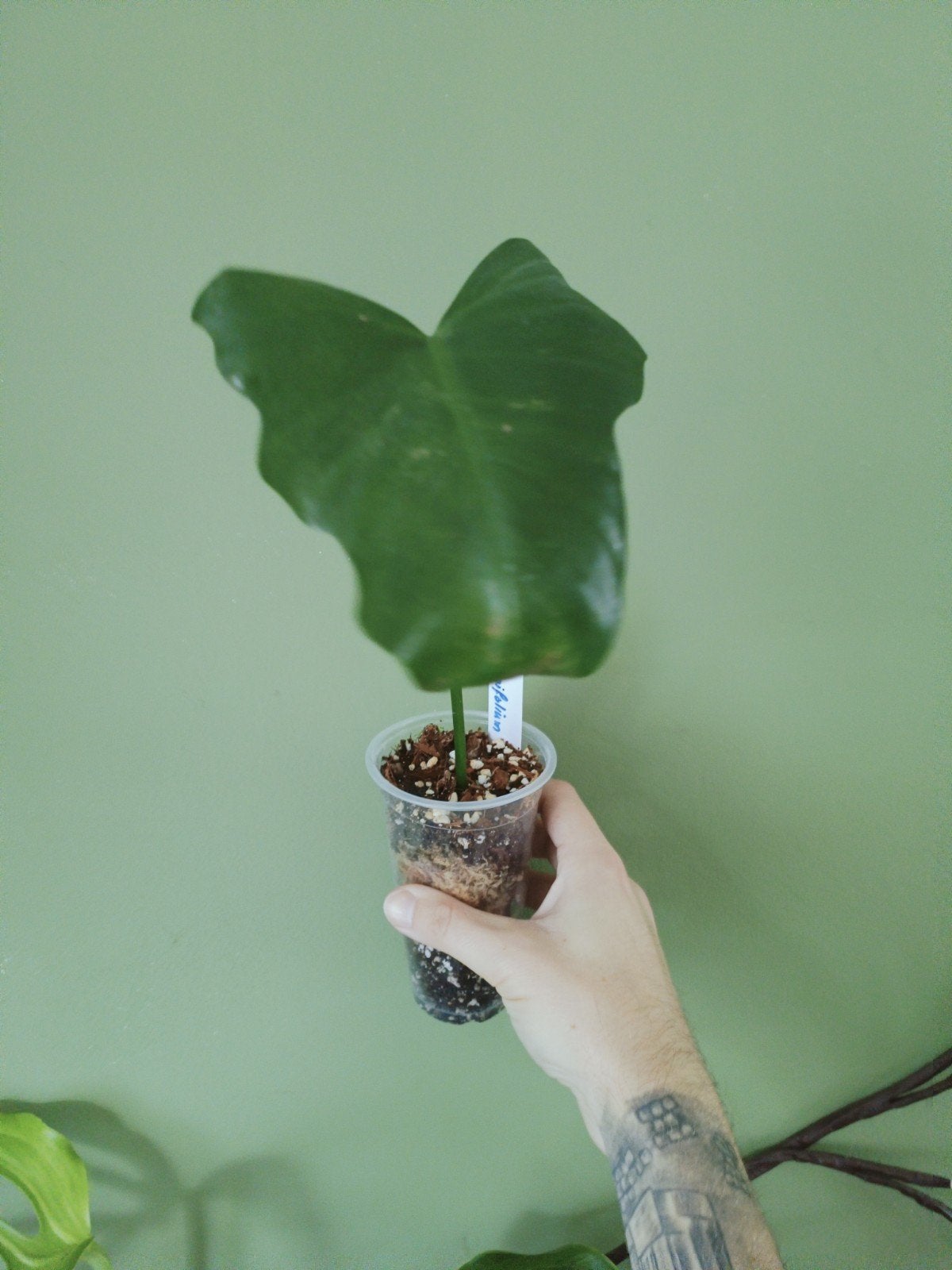 philodendron bipennifolium, Ophalen of Verzenden, Halfschaduw, Minder dan 100 cm