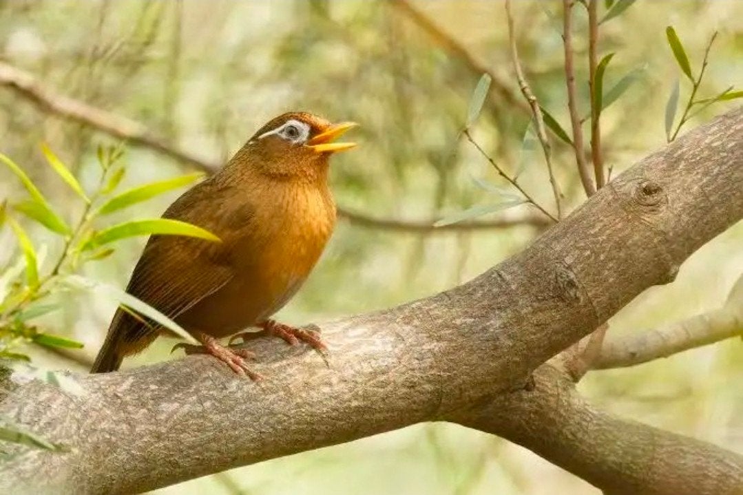 Chinese spotlijster, Dieren en Toebehoren, Vogels | Overige Vogels, Meerdere dieren, Tropenvogel, Geringd