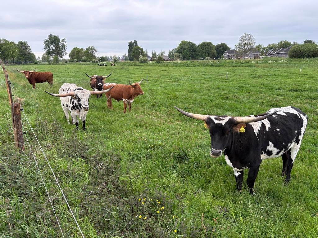 Texas Longhorn Koe en Pink te koop, Dieren en Toebehoren, Runderen, Vrouwelijk