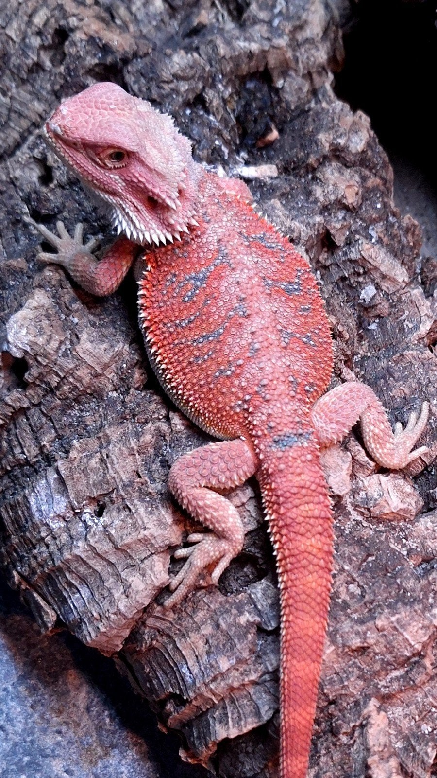 Red Hypo Blue Bar Baardagaam man het. Trans/Witblits Bearded Dragon photo 3
