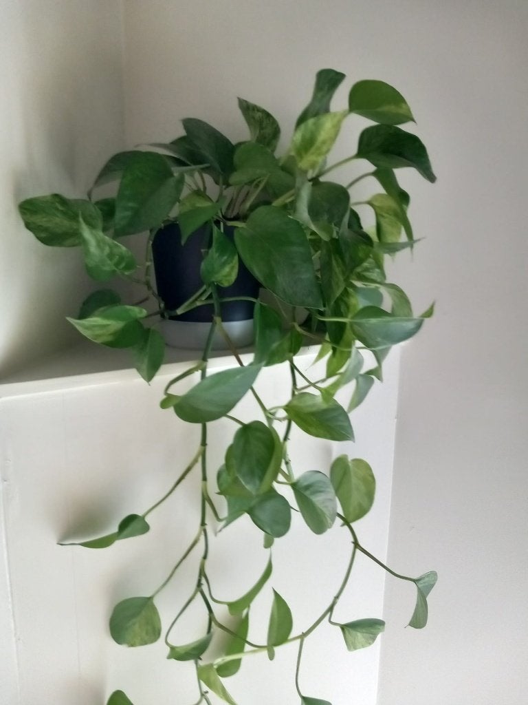 Epipremnum pinnatum, Ophalen, Overige soorten, Halfschaduw, 150 tot 200 cm