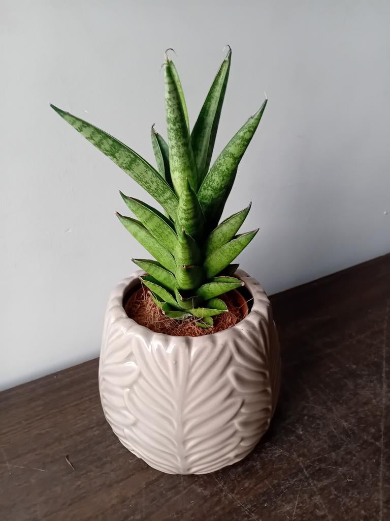Kamerplant incl pot 30cm sanseveria, Huis en Inrichting, Kamerplanten, Ophalen, Overige soorten, Halfschaduw, In pot