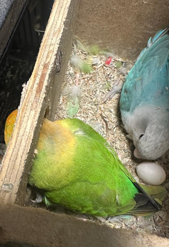 Lief jong koppeltje agapornissen (1,5–2 jaar oud), Dieren en Toebehoren, Vogels | Parkieten en Papegaaien, Meerdere dieren, Dwergpapegaai of Agapornis