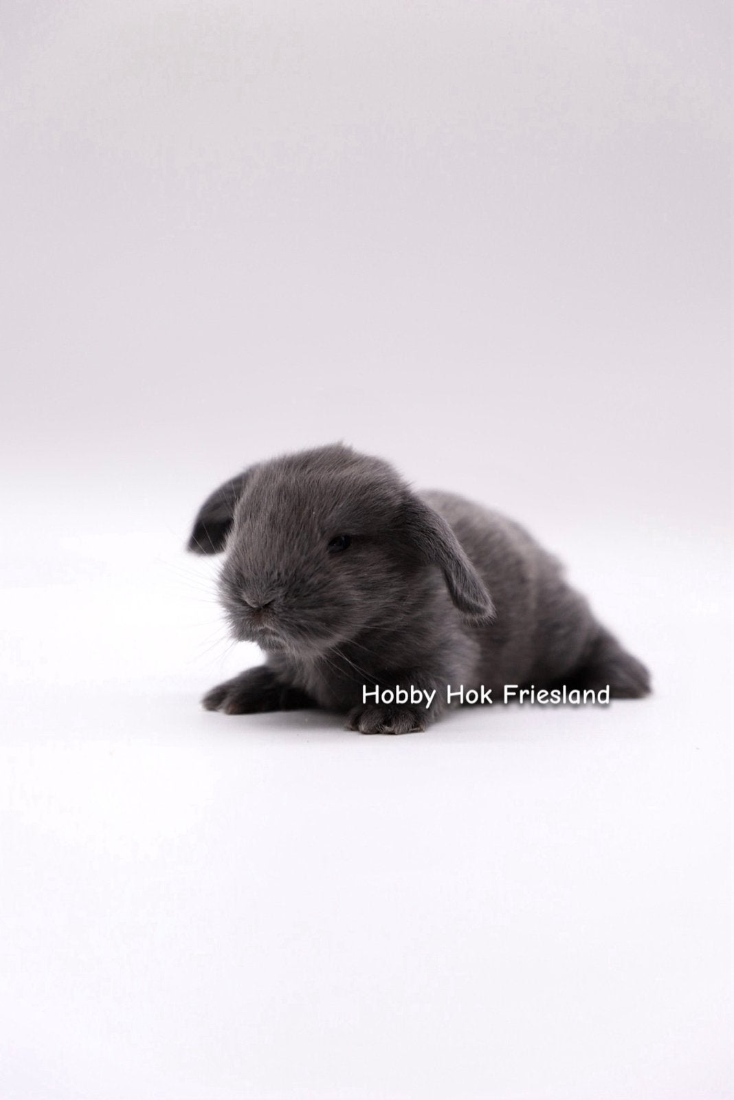 🐰 Jonge NHD konijntjes te reserveren 🐰, Meerdere dieren, Dwerg, Hangoor, 0 tot 2 jaar