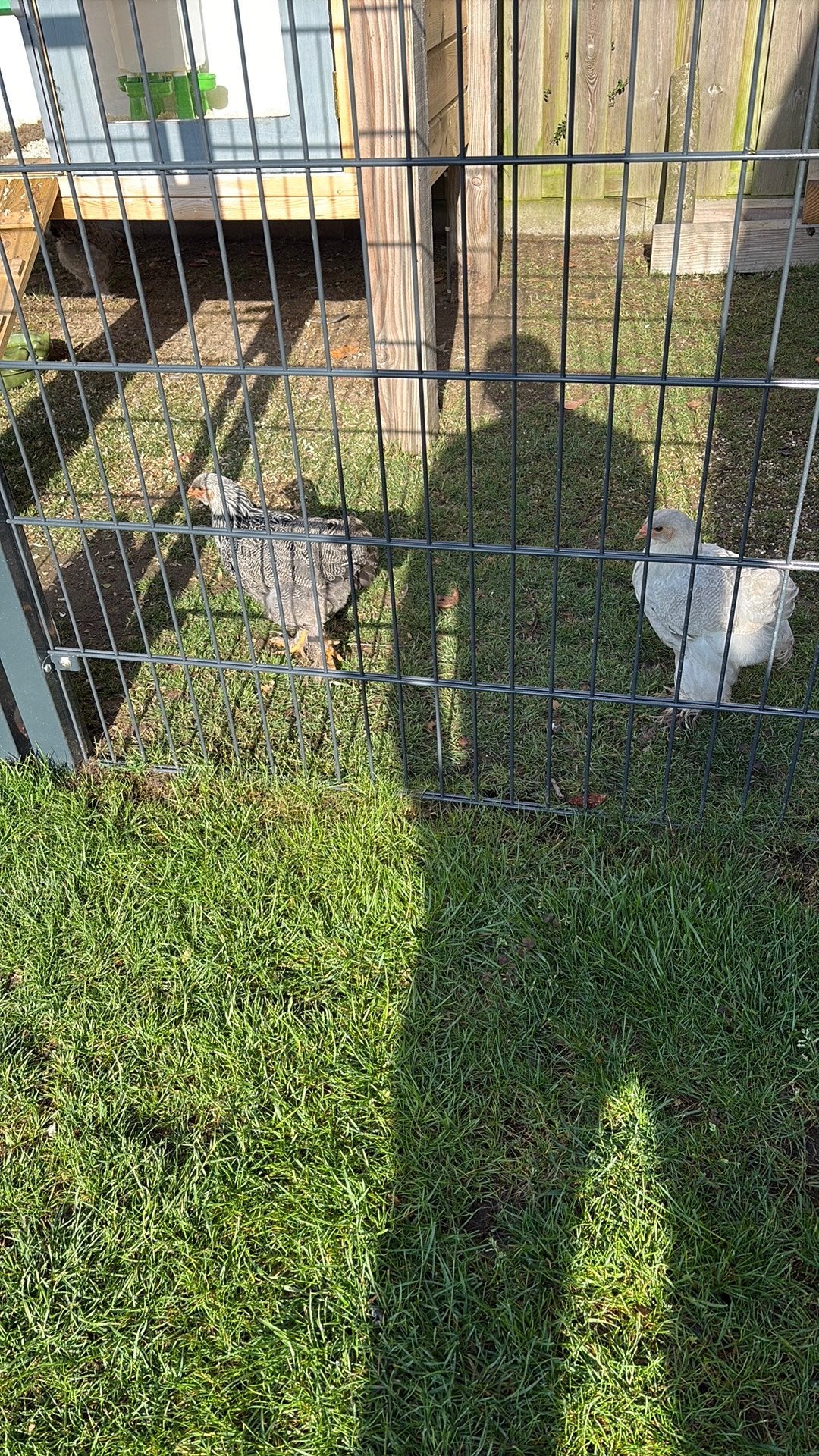 Brahma kip, Dieren en Toebehoren, Pluimvee, Vrouwelijk, Kip