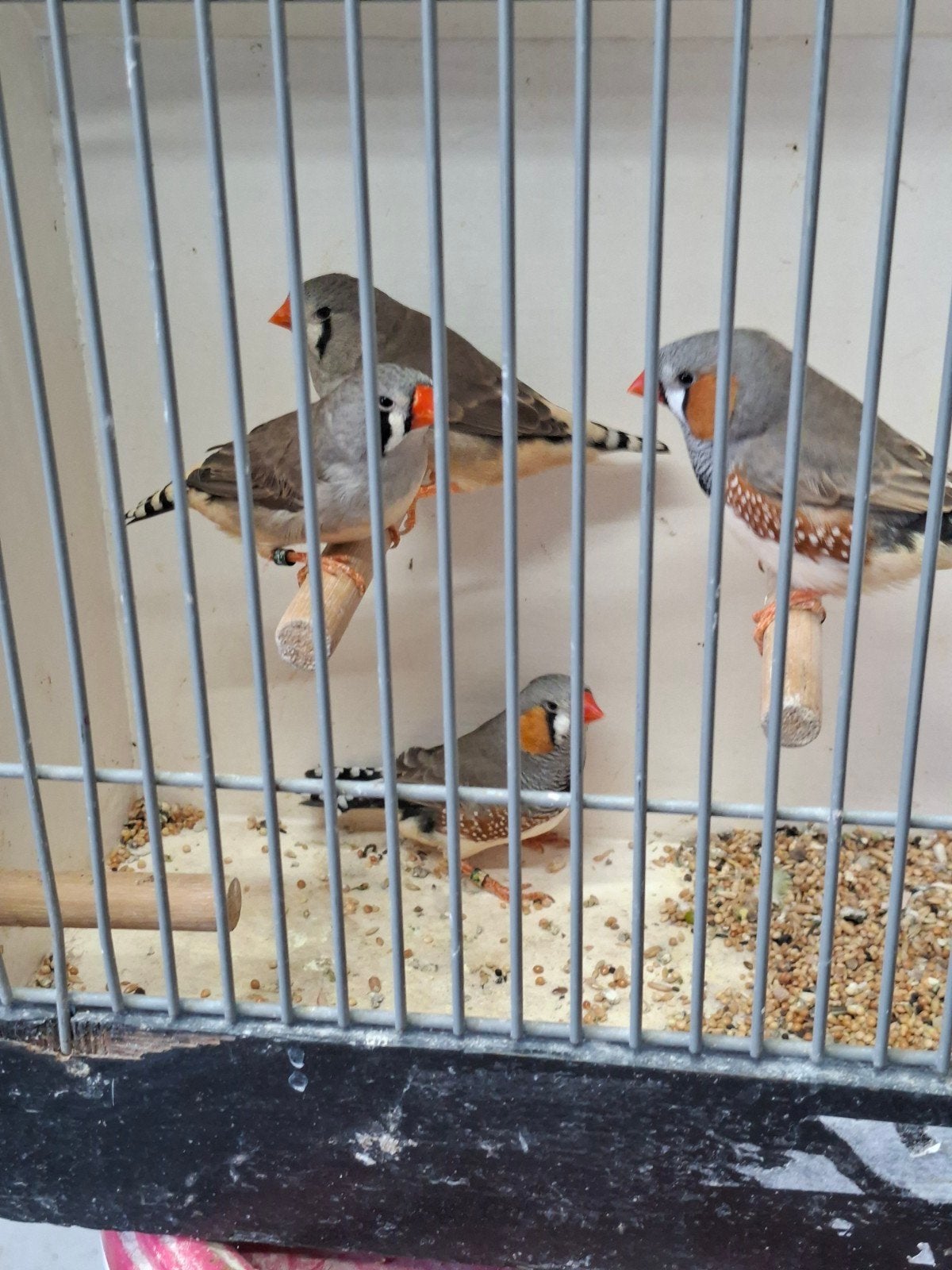 2 koppels grijze zebravinken, Dieren en Toebehoren, Vogels | Overige Vogels, Meerdere dieren