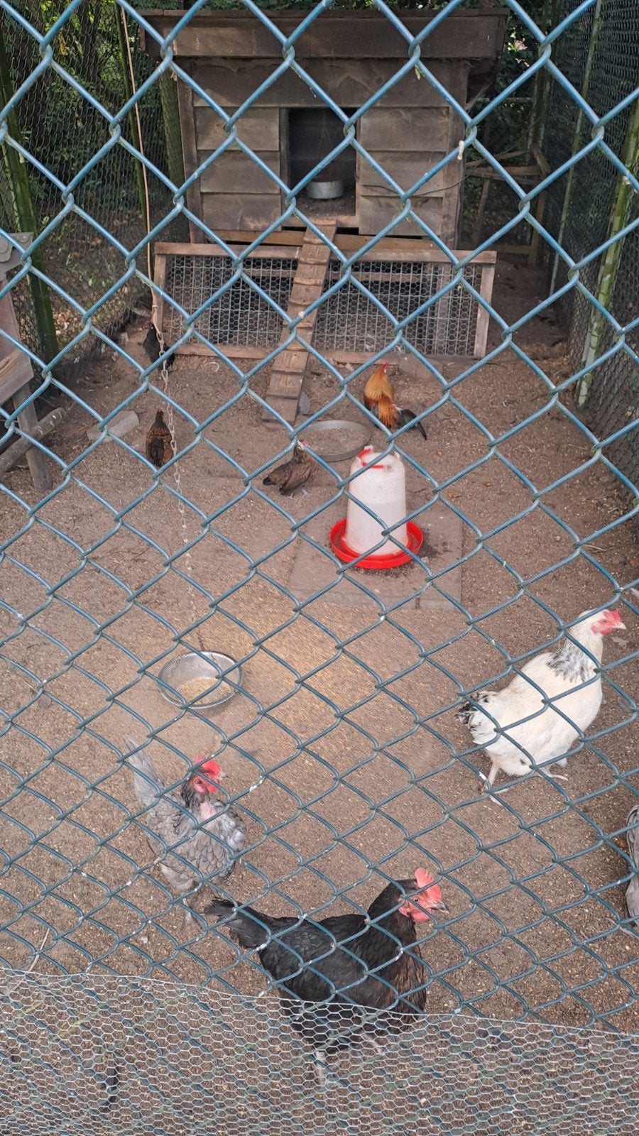 te koop 8 kippen en 1 haan, Dieren en Toebehoren, Meerdere dieren, Kip