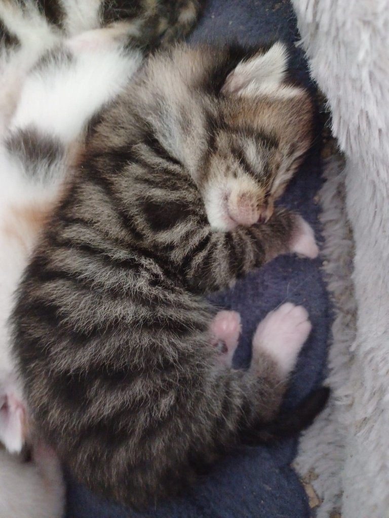 Boerderijkittens, Meerdere dieren, Kortharig