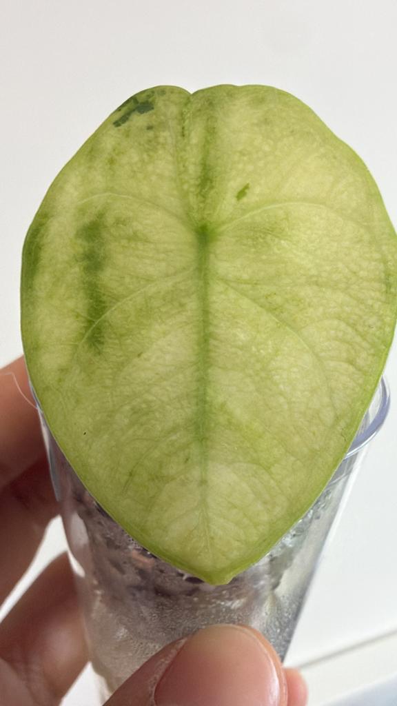 Alocasia Nairobi nights var, Ophalen of Verzenden, Halfschaduw, Minder dan 100 cm