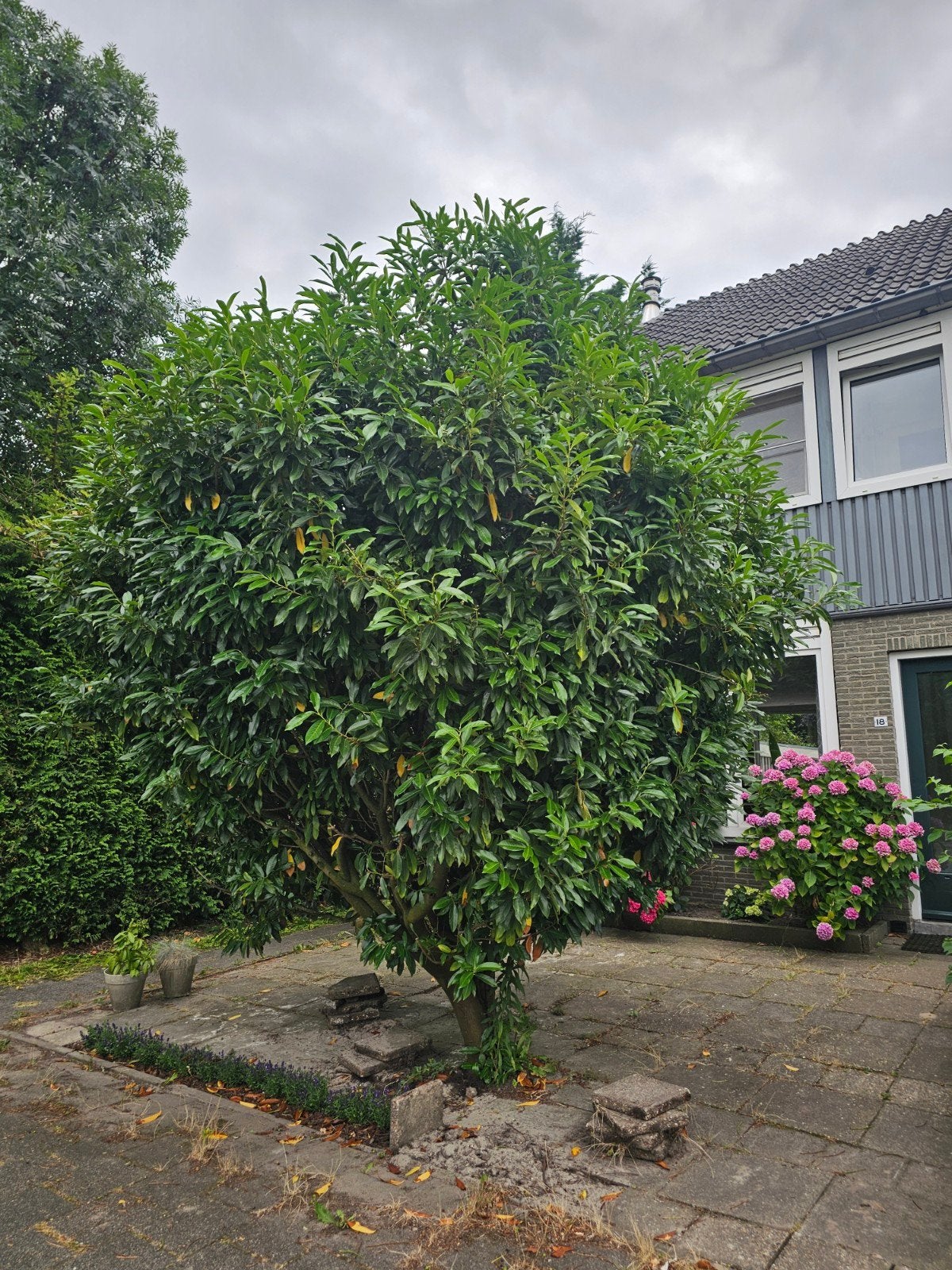 Gratis laurier, Ophalen, Overige soorten