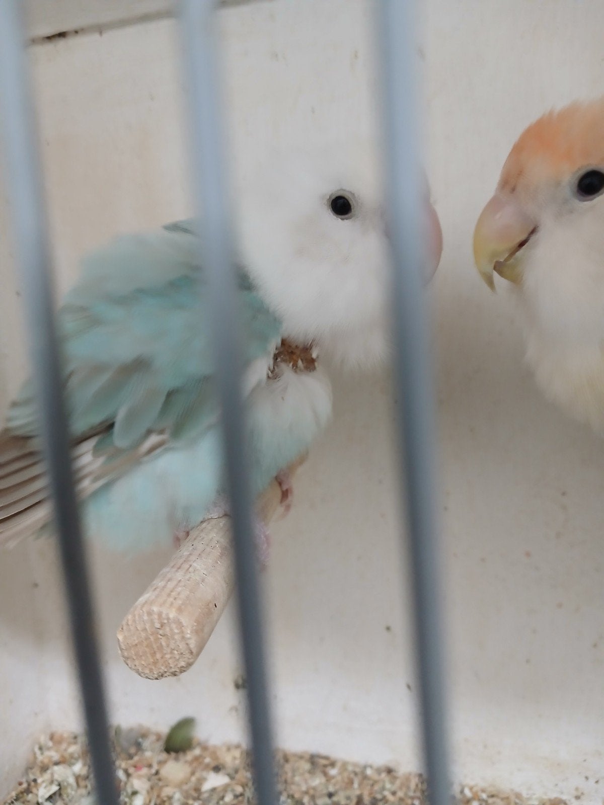 agraponissen, Meerdere dieren, Parkiet