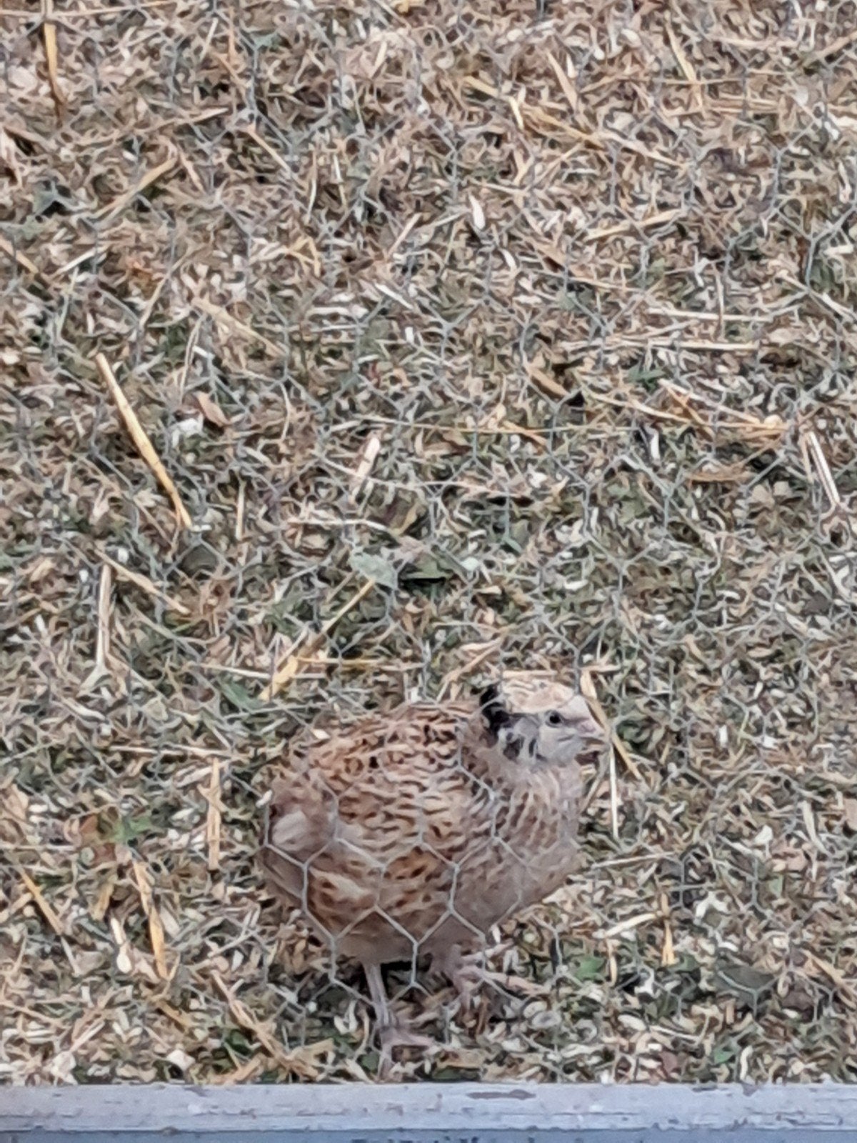 Japanese kwartel, Dieren en Toebehoren, Vrouwelijk, Overige soorten