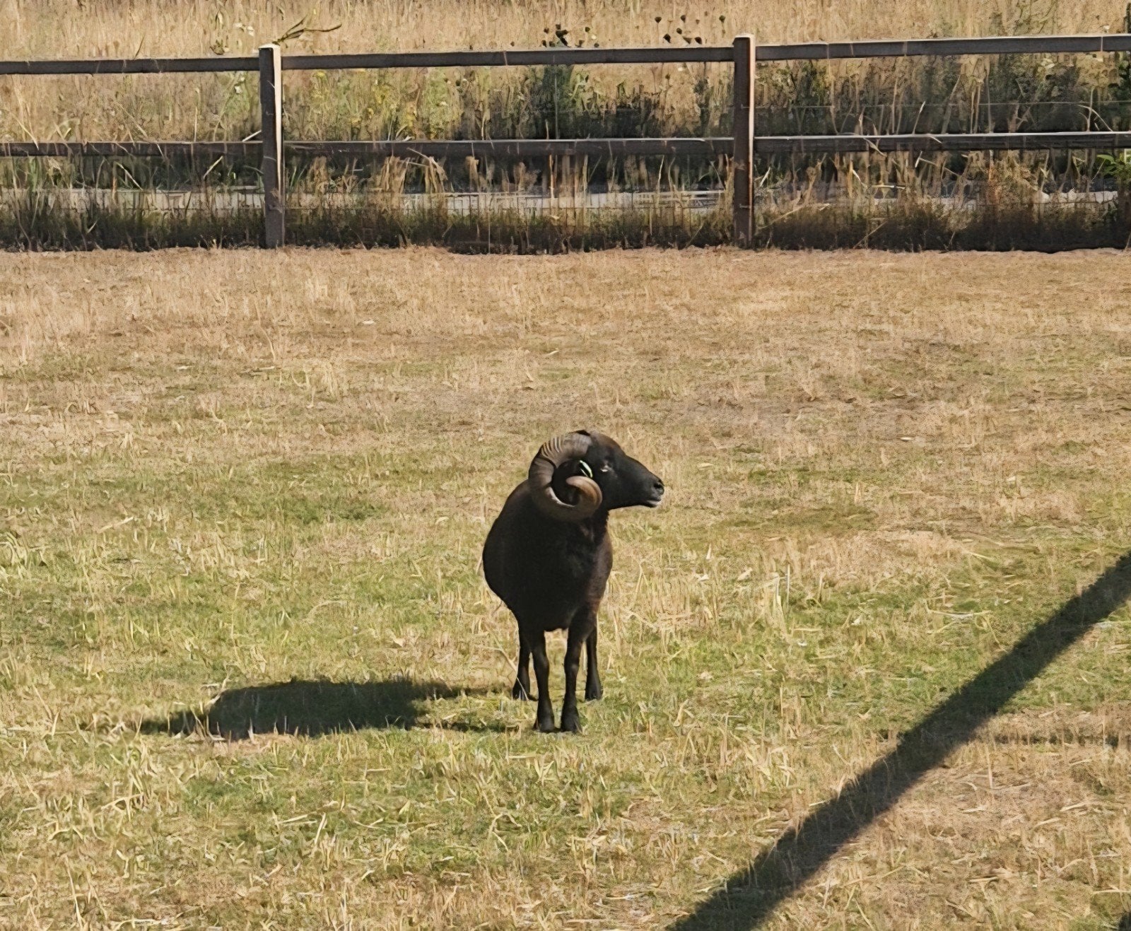 Oeussant ram (gecastreerd), Dieren en Toebehoren, Schapen, Geiten en Varkens, Mannelijk, Schaap, 3 tot 5 jaar