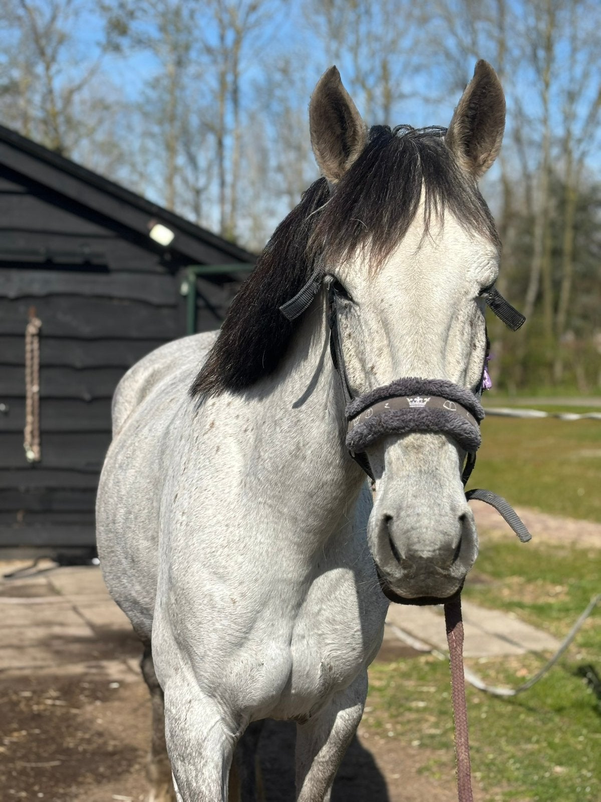 Onwijs leuke allround merrie, Merrie, Minder dan 160 cm, B, 7 tot 10 jaar