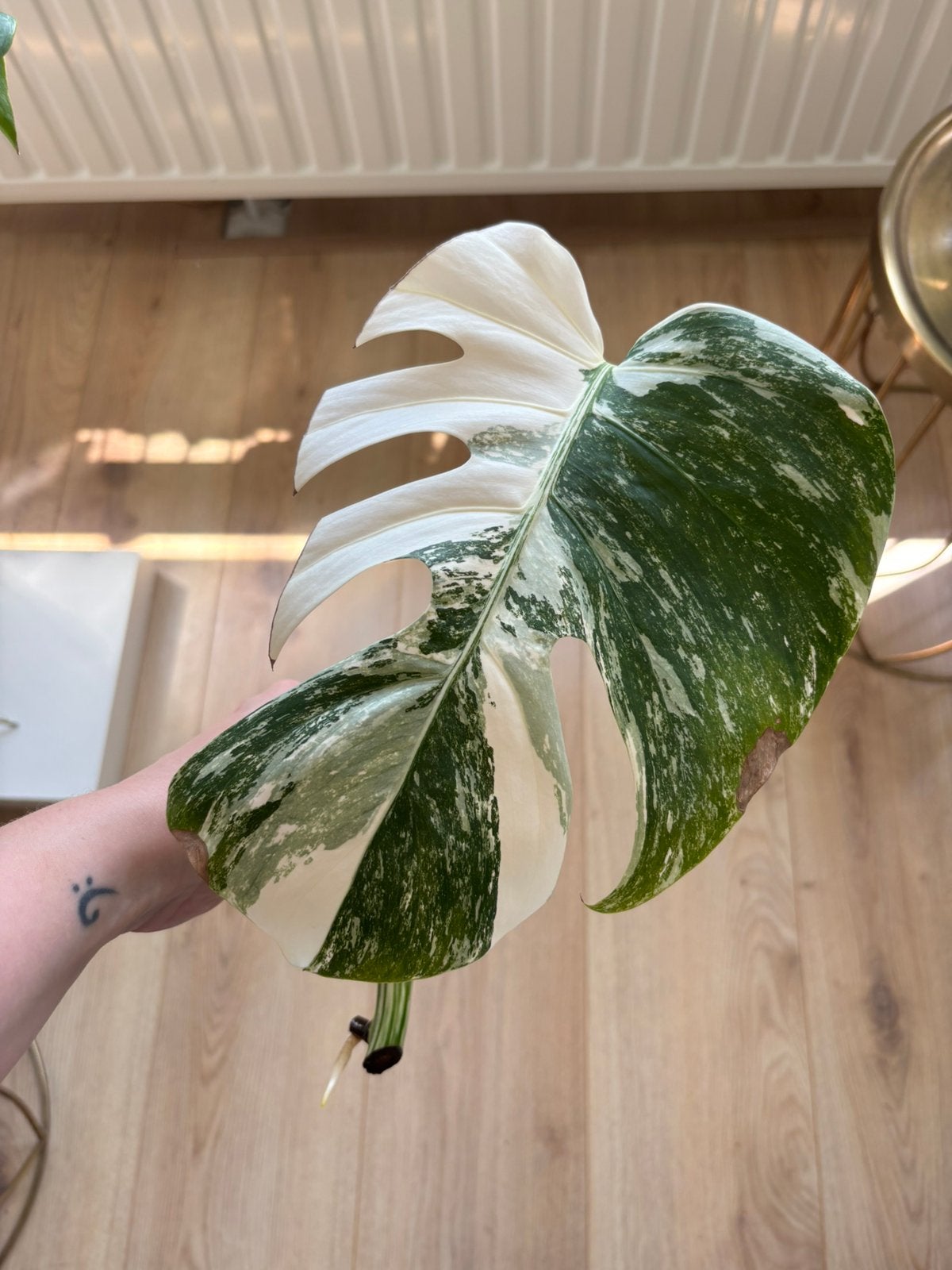 Prachtige gewortelde monstera variegata albo stek, Huis en Inrichting, Kamerplanten, Ophalen of Verzenden