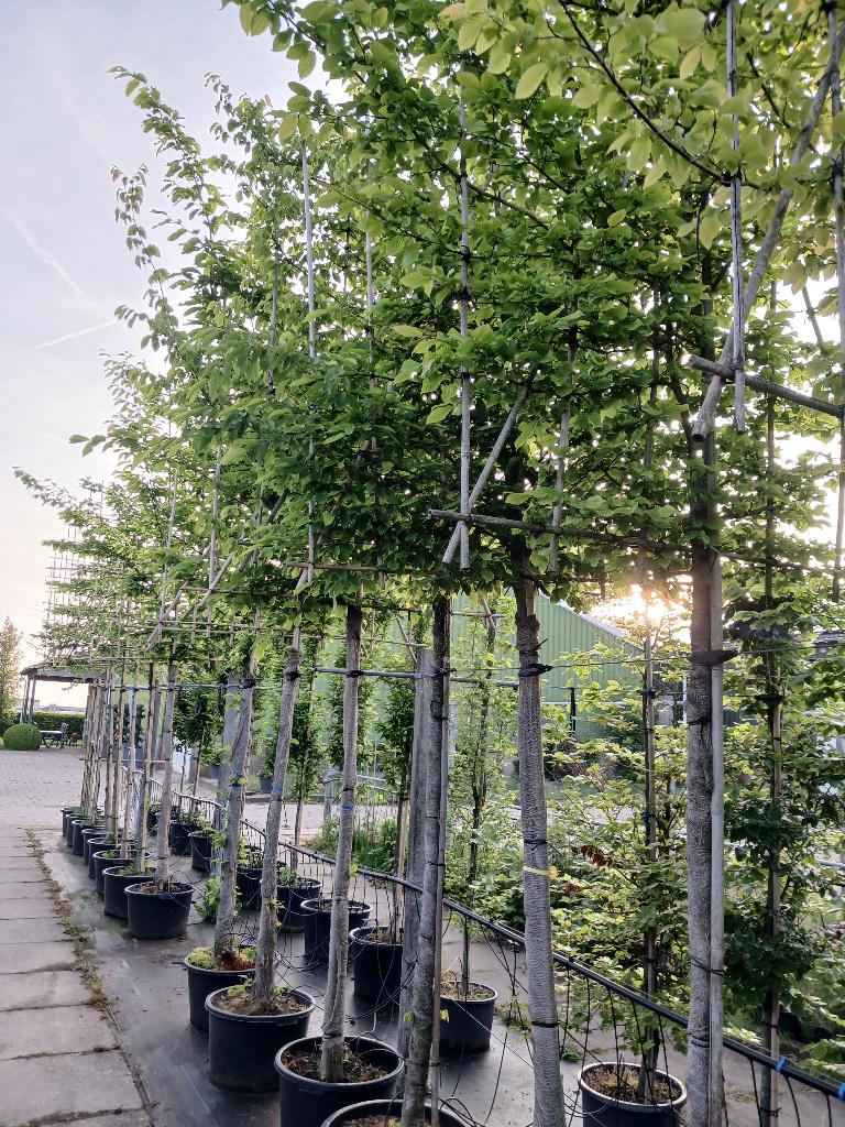 leibomen, Tuin en Terras, Planten | Bomen, Leiboom, Lente, 250 tot 400 cm, Ophalen