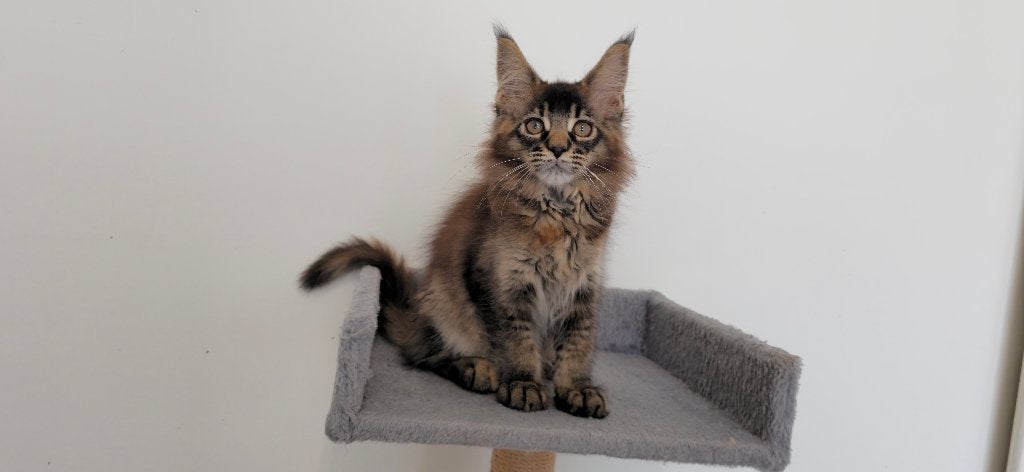 Brown Ticked Torbie Maine Coon (poesje), Dieren en Toebehoren, Katten en Kittens | Raskatten | Langhaar, Poes, Met stamboom, 0 tot 2 jaar