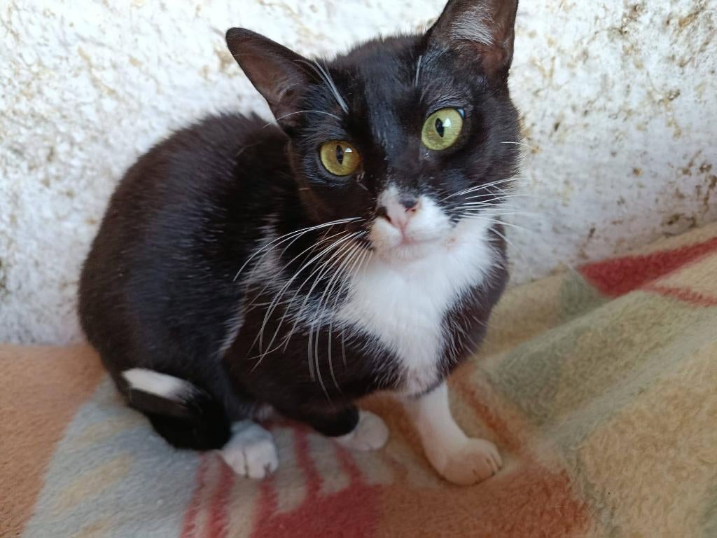 jarela, Sury, 20-09-2025, gered uit het asiel, Dieren en Toebehoren, Poes, Kortharig