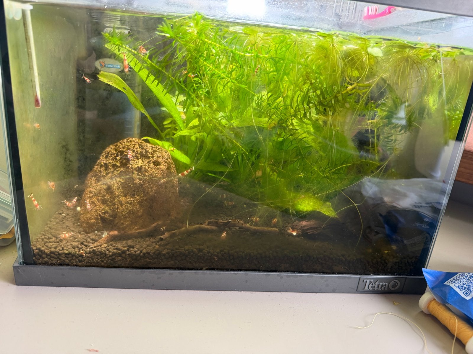 Garnalen + Aquarium, Ophalen, Inclusief vissen, Overige typen, Tetra