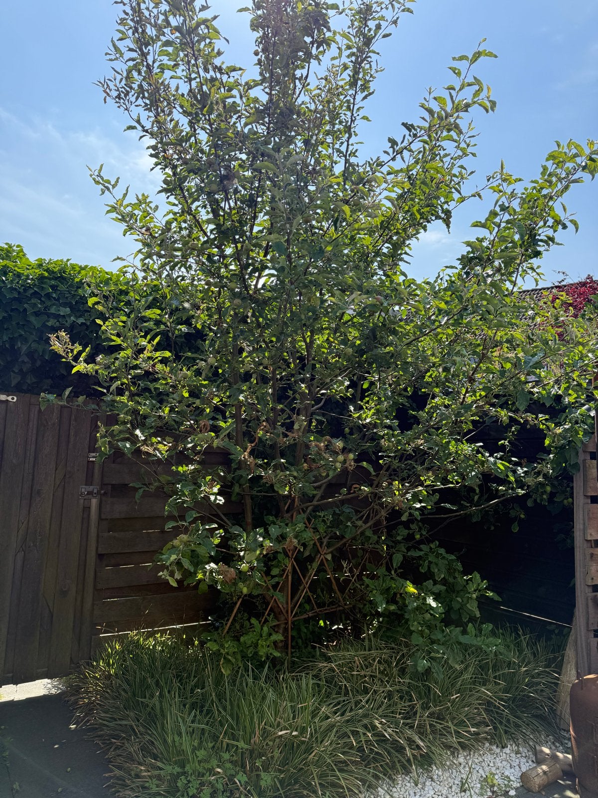 Appelbomen, Tuin en Terras, Planten | Bomen, Overige soorten, Lente, 250 tot 400 cm, Ophalen