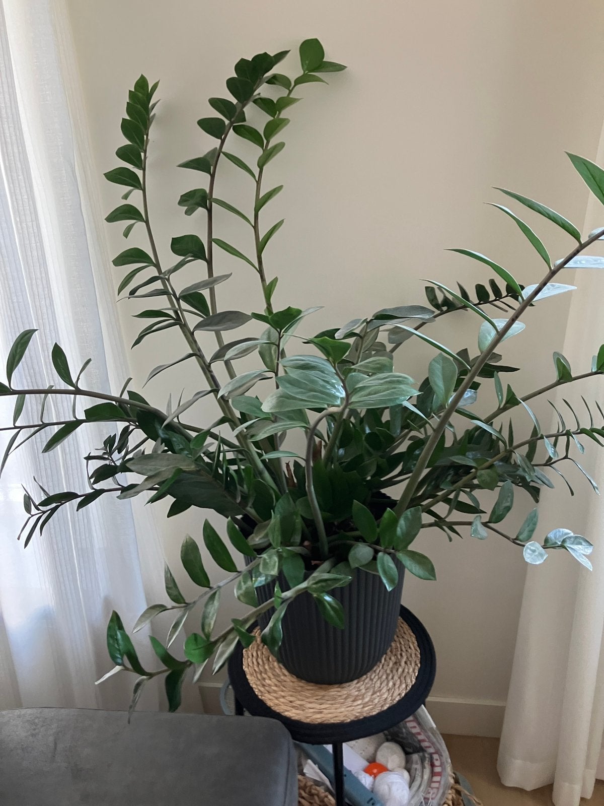 Kamerplant Zamioculcas, Ophalen, Vetplant, Halfschaduw, Minder dan 100 cm