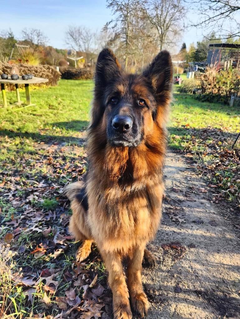 duitse herder, Dieren en Toebehoren, België, Particulier, Reu, Eén hond