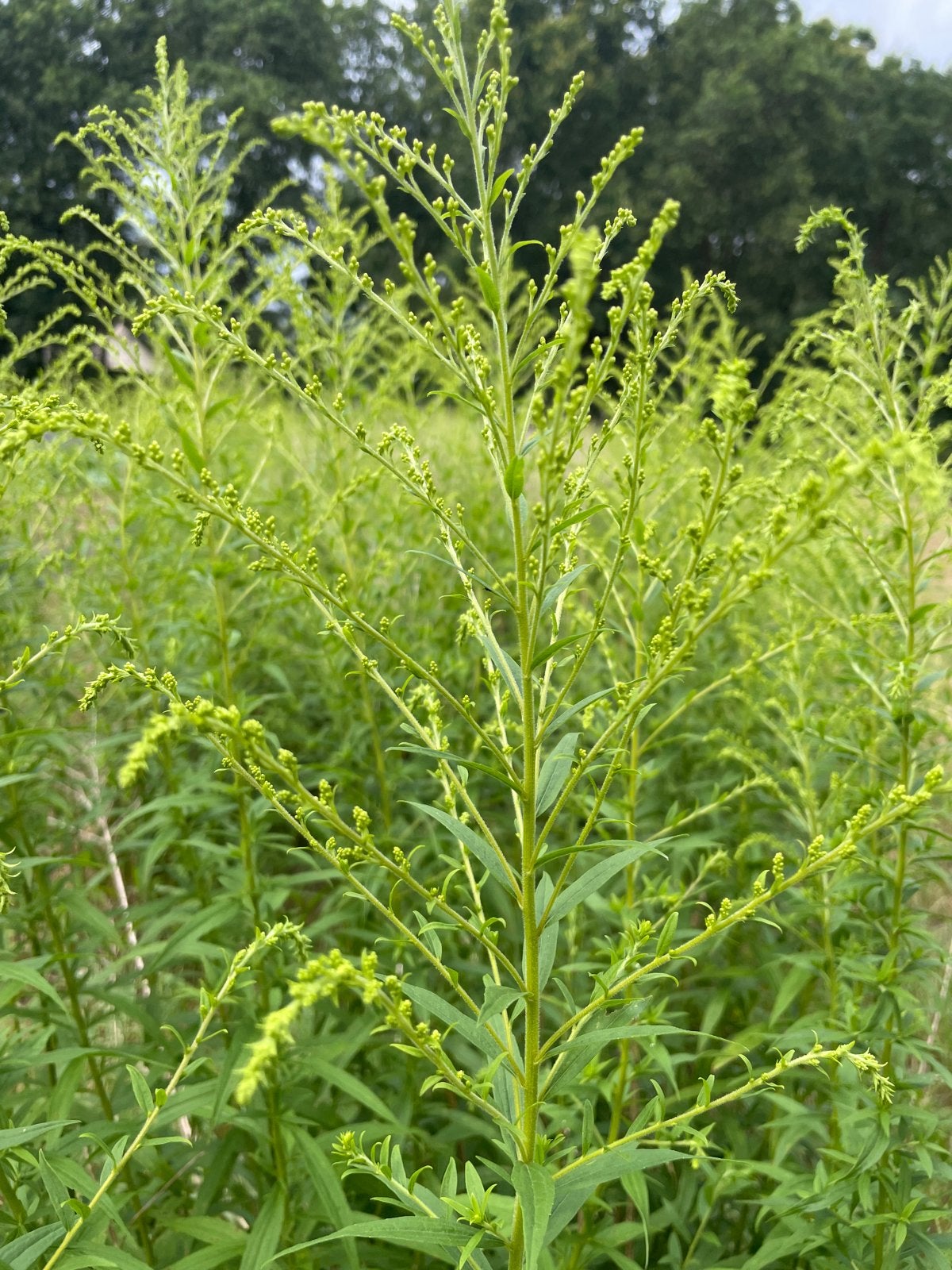 Guldenroede - Droogtebestendige Snijplant, Tuin en Terras, Planten | Tuinplanten, Volle zon, Vaste plant, Zomer, Ophalen