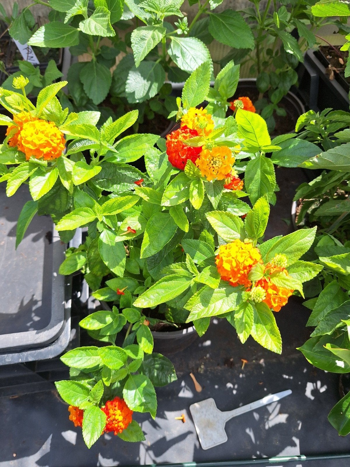 Lantana camara in 5 liter pot., Tuin en Terras, Planten | Tuinplanten, Volle zon, Vaste plant, Zomer, Ophalen