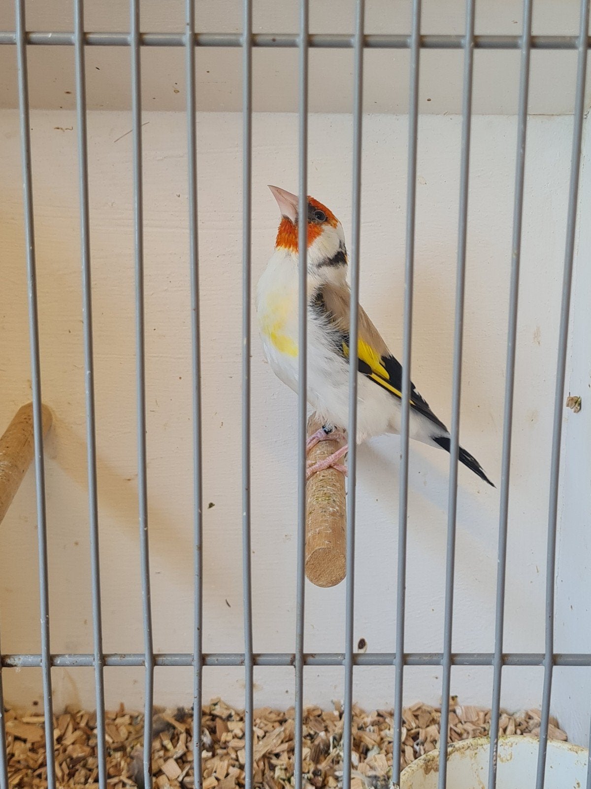 agraat putter man, Mannelijk, Wildzangvogel