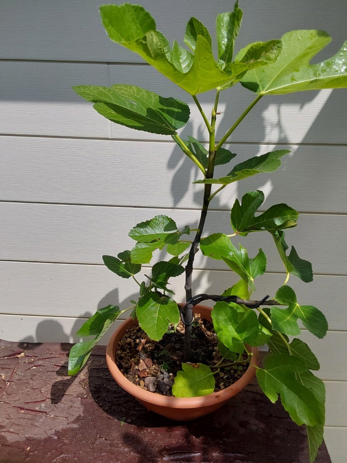 start  bonsai, Ophalen, Kruiden, Halfschaduw