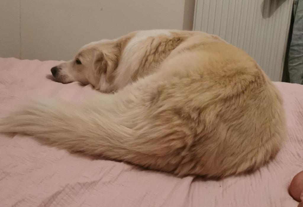 Ervaren liefdevol baasje gezocht, Dieren en Toebehoren, Honden | Niet-rashonden, Particulier, Buitenland, Teef, Eén hond