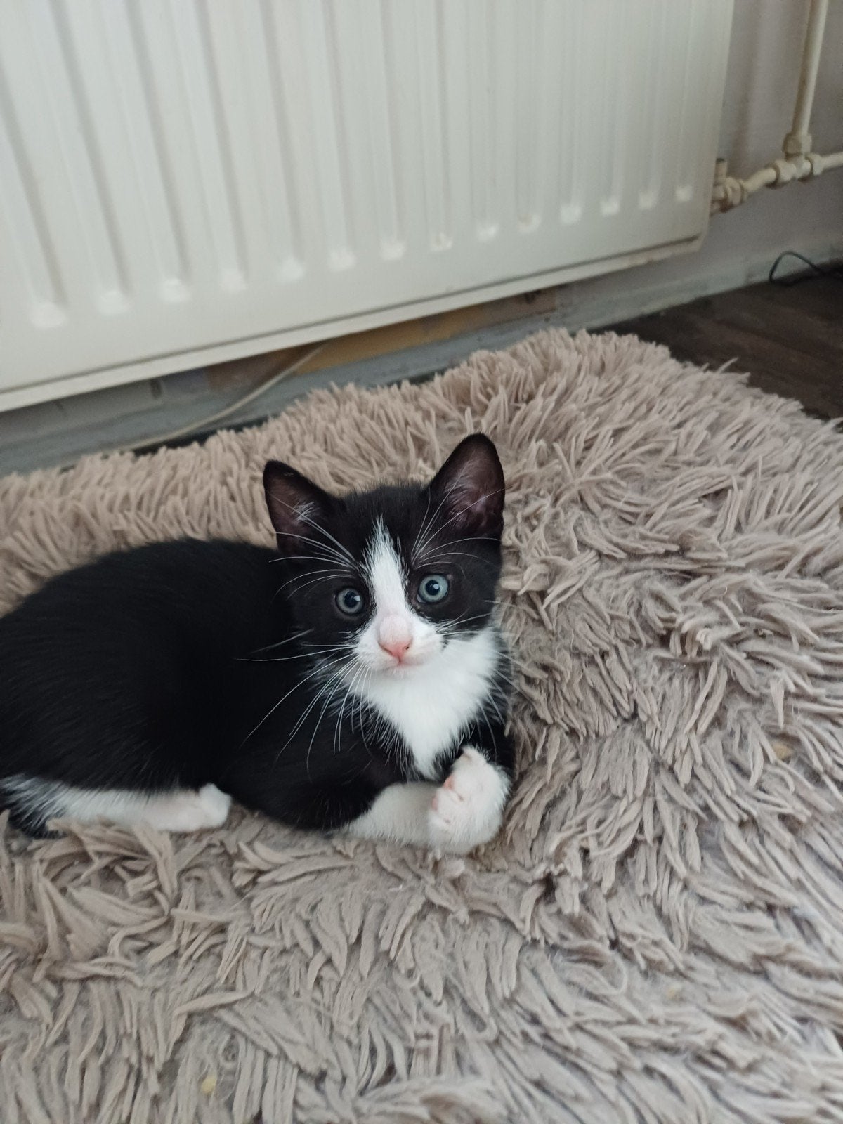 3 volwassen poesen en 7 kittens zoeken met spoed door omstan, Meerdere dieren