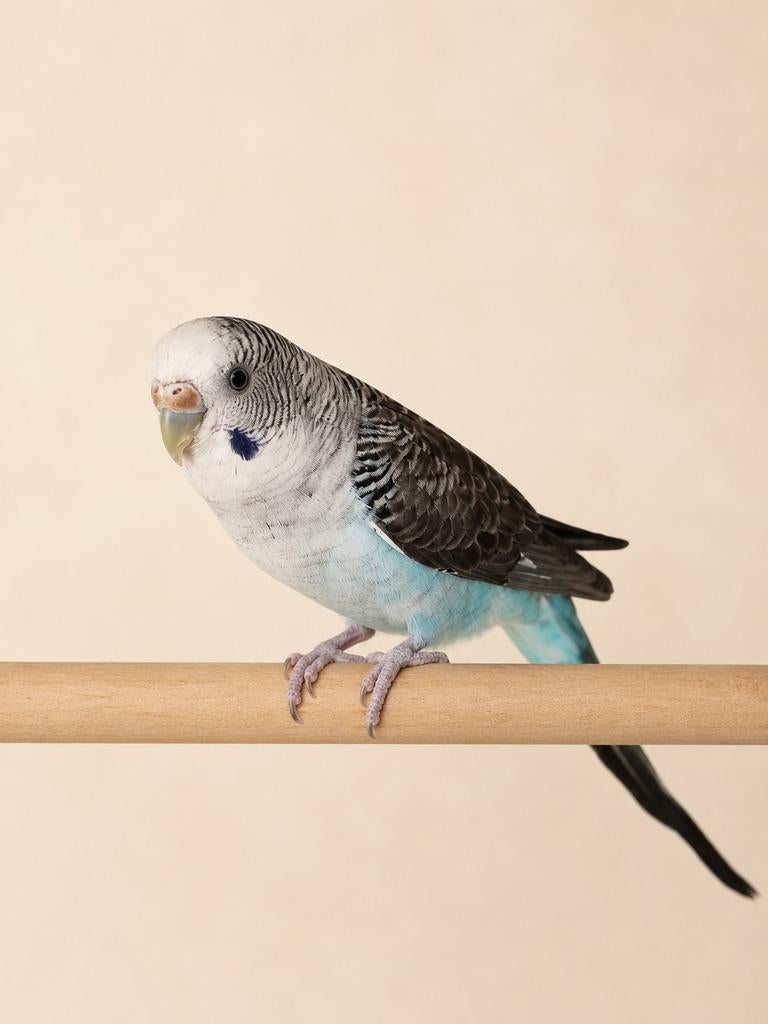Blackwing split Blackface vrouw, Dieren en Toebehoren, Vogels | Parkieten en Papegaaien, Meerdere dieren, Parkiet, Geringd