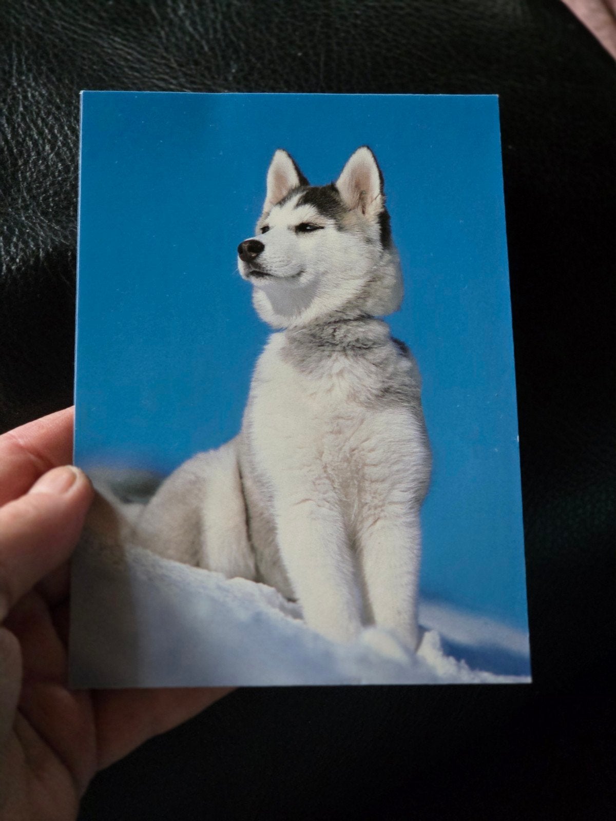 Ansichtkaart met schattige Husky pup in de sneeuw, Ophalen of Verzenden, 1980 tot heden, Ongelopen, Hond of Kat