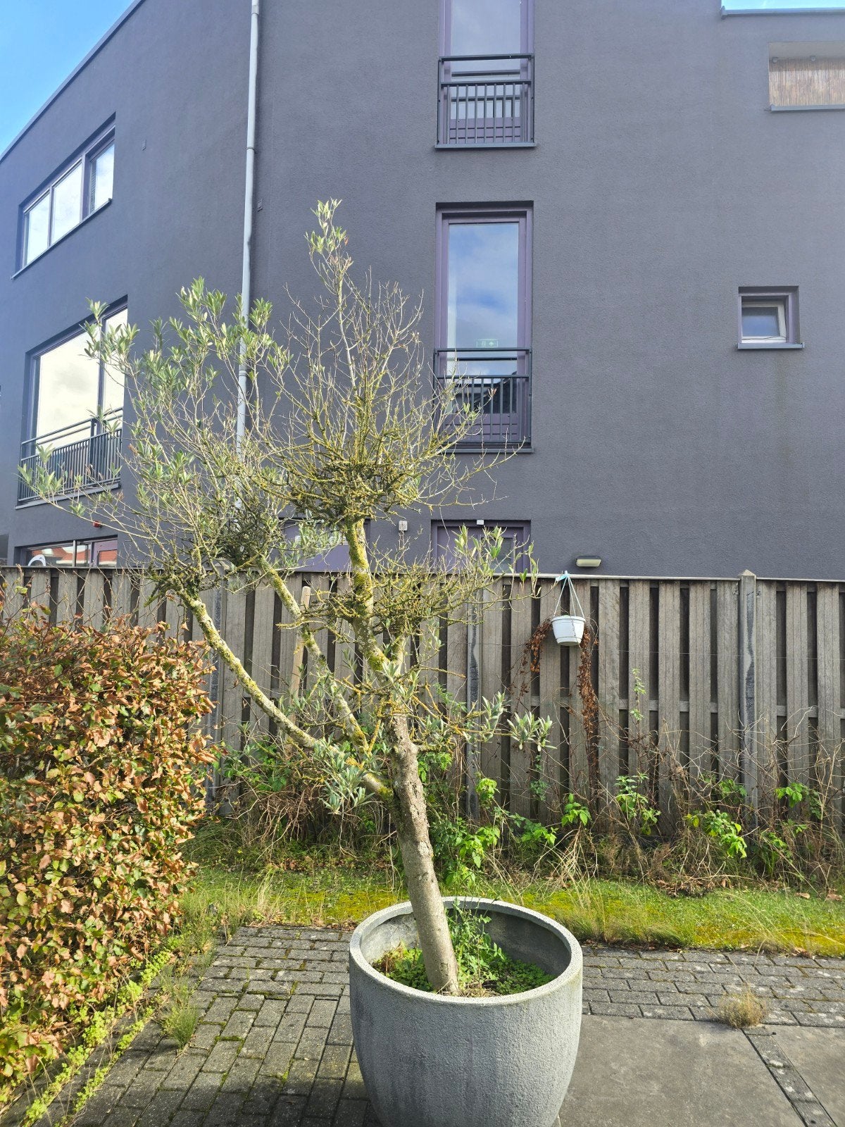Olijfboom in betonnen pot, Ophalen, Gebruikt, Rond, Balkon