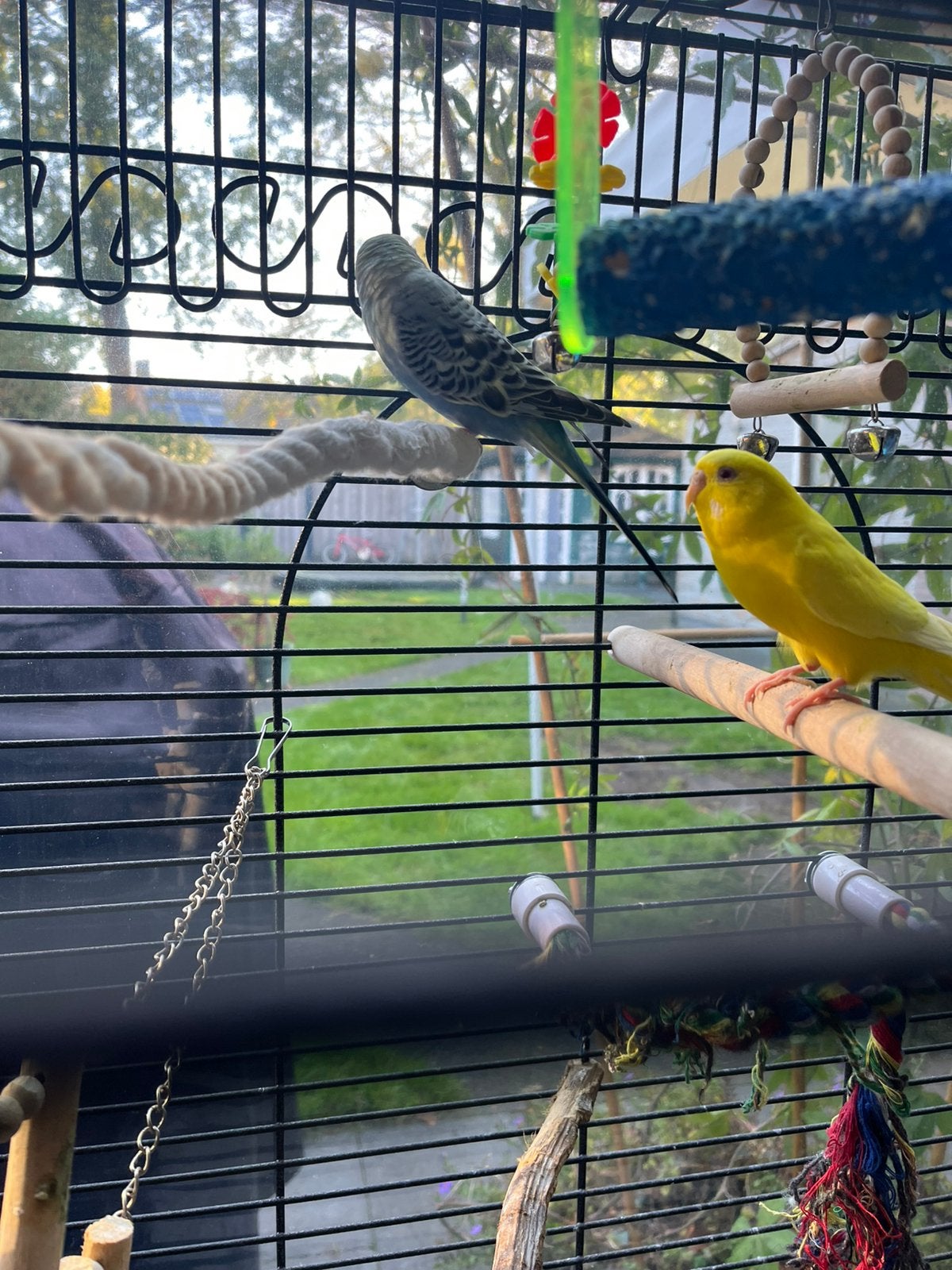 2 parkieten incl kooi., Geslacht onbekend, Parkiet