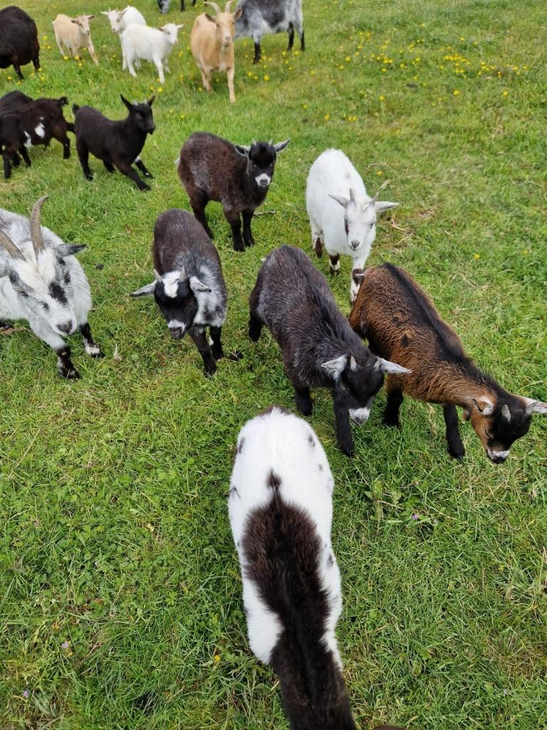 Te koop geitjes en bokjes, Dieren en Toebehoren, Schapen, Geiten en Varkens, Meerdere dieren, Geit, 0 tot 2 jaar
