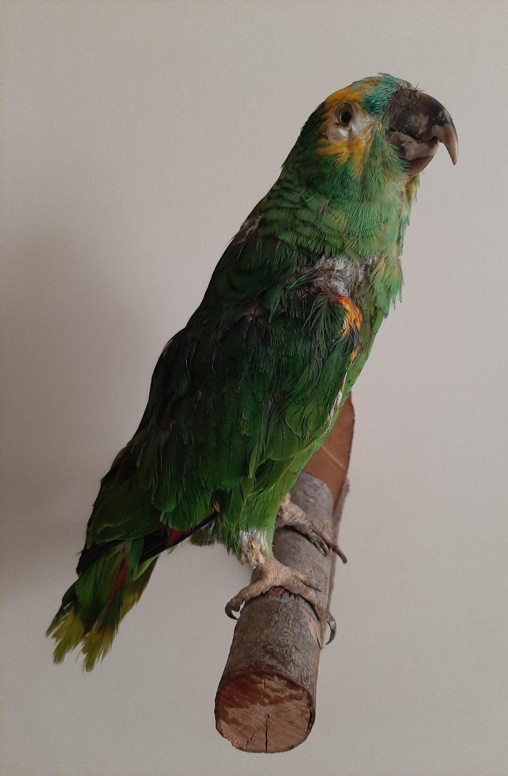 5 opgezette Amazone papagaaien, Ophalen, Gebruikt, Vogel, Opgezet dier