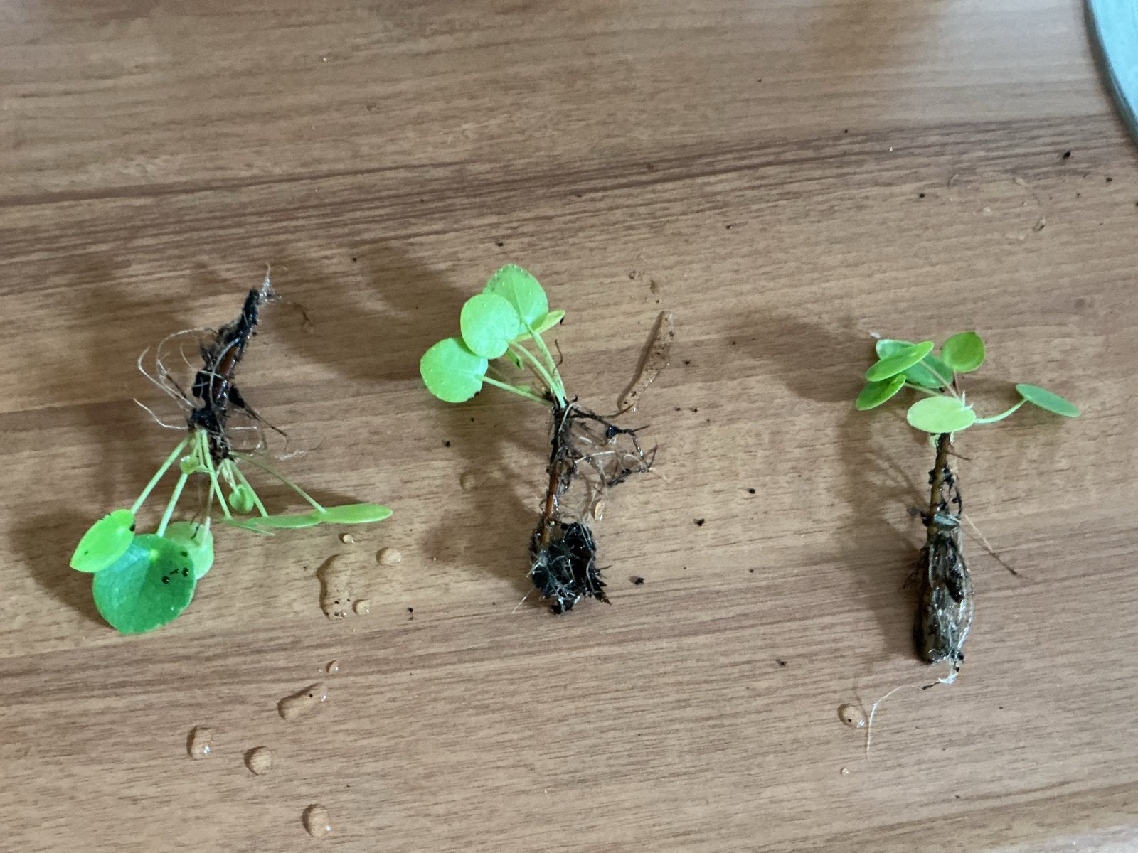 Stekje pannenkoekenplant (Pilea Peperomioides), Overige soorten, Vaste plant, Ophalen of Verzenden, Bloeit niet