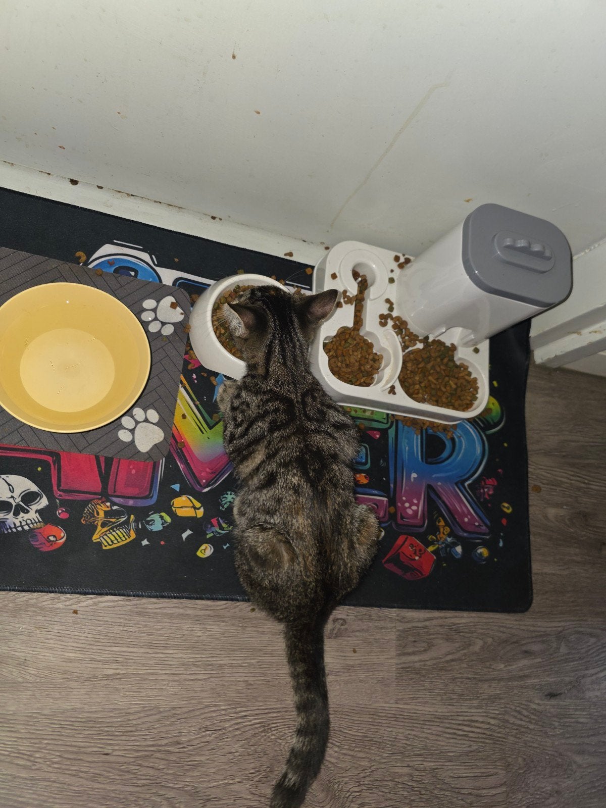 kittens, Meerdere dieren