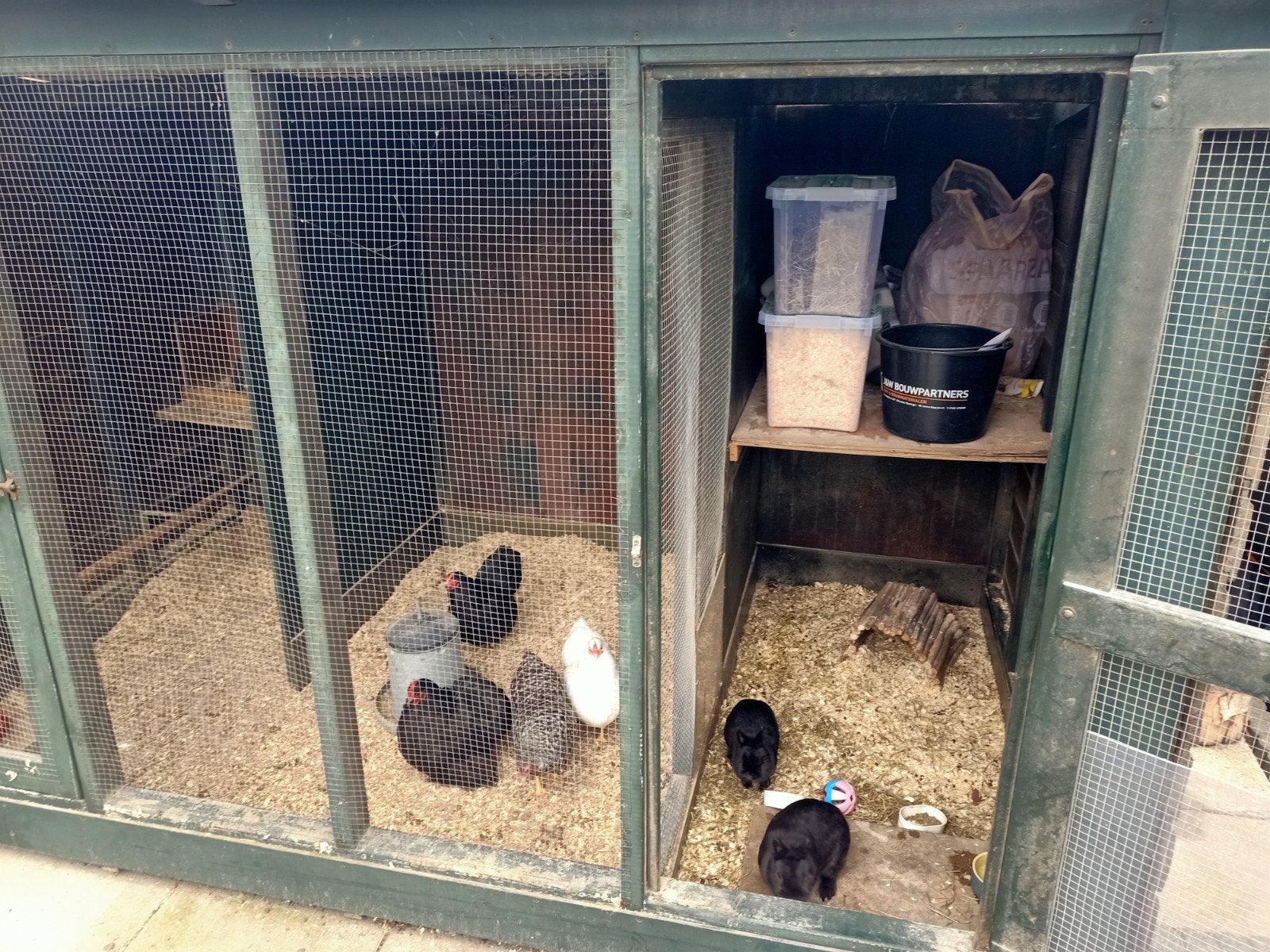 te koop Wyandotte kriel en cochin kriel, Dieren en Toebehoren, Vrouwelijk, Kip