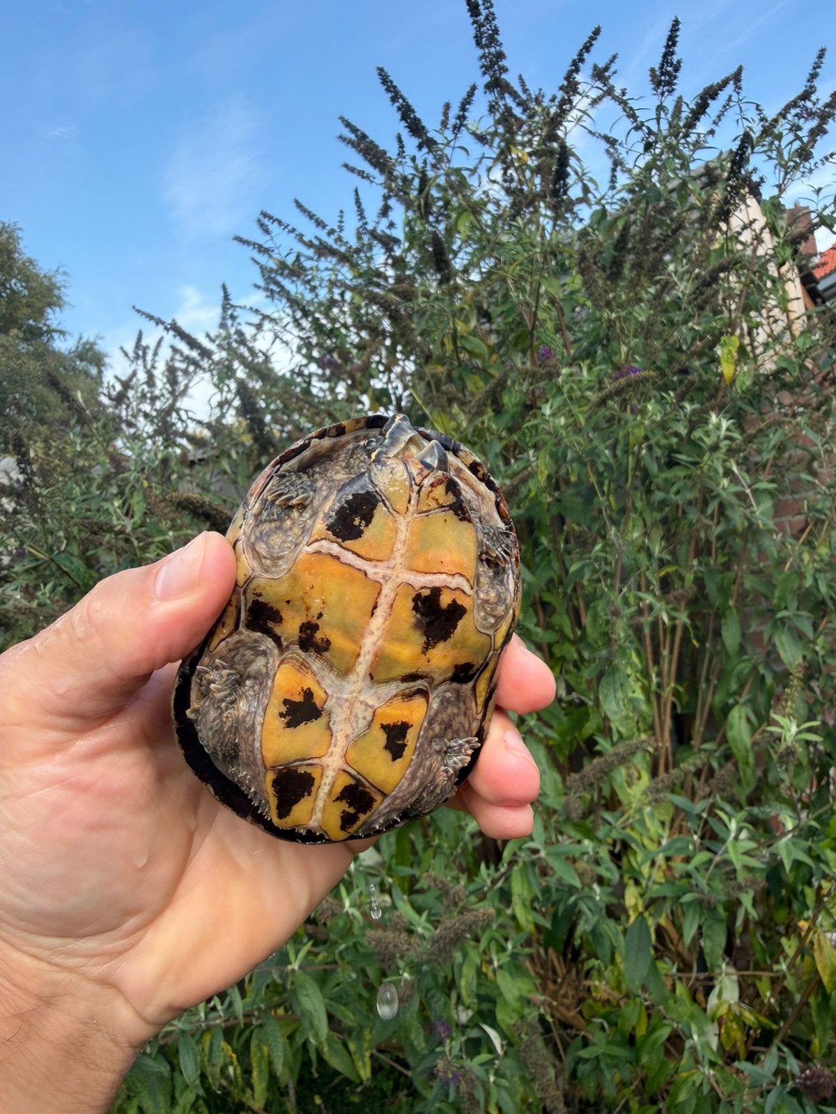 Muskusschildpad Sternotherus carinatus, Dieren en Toebehoren, Schildpad