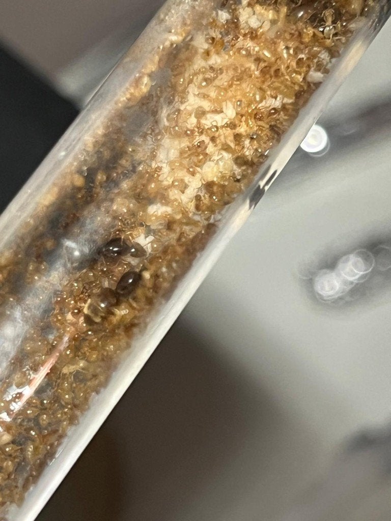 Lasius flavus 4 koninginnen mieren kolonie, Dieren en Toebehoren, Mieren