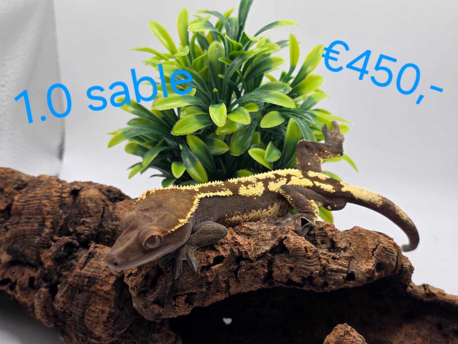 wimpergekko- crested gecko- Correlophus ciliatus